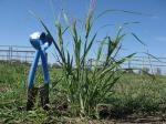 :-Panicum decompositum