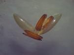 Kriechende Hirse-Panicum repens