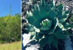 :-Agave potatorum