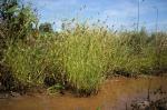 Sonderbares Glanzgras - Phalaris paradoxa