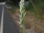 : - Potamophila parviflora