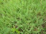 : - Pseudoraphis spinescens