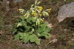 Echte Schlüsselblume - Primula veris