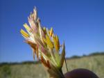 : - Spinifex sericeus