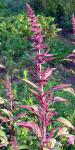 Ausgebreiteter Fuchsschwanz-Amaranthus hybridus