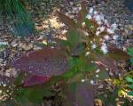 : - Chromolaena opadoclinia