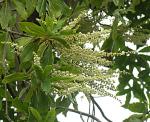 : - Clethra suaveolens