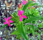 Scharlachrote Leimsaat - Collomia biflora