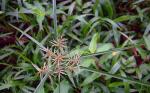 :-Cyperus odoratus