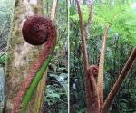 : - Sphaeropteris brunei