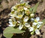 : - Discaria serratifolia