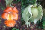 : - Drymonia rubra