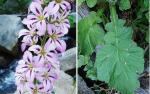 : - Francoa appendiculata
