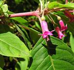 : - Fuchsia ravenii