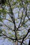 : - Acrocarpus fraxinifolius