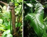 : - Anthurium watermaliense