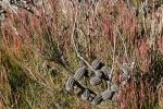 : - Allocasuarina nana