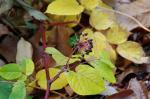 Udo - Aralia cordata