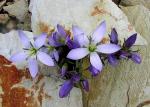 : - Gentianella multicaulis
