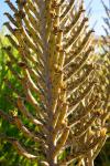 Kronleuchter - Bryophyllum delagoense