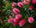 : - Callistemon salignus