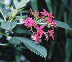Peregrina-Strauch - Jatropha integerrima