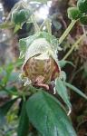 : - Kohleria tigridia