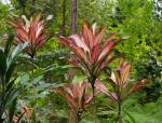 Keulenlilie - Cordyline fruticosa