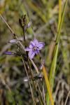 : - Dichopogon strictus