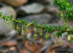 : - Dodonaea hirsuta