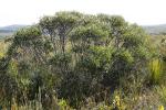 :-Eucalyptus obstans
