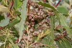 : - Eucalyptus sieberi