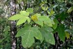 : - Ficus esquiroliana