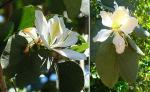 Buntfarbene Bauhinie - Bauhinia variegata