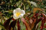 Franklinie - Franklinia alatamaha