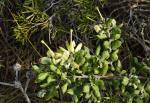 : - Grevillea mucronulata