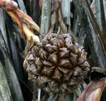 Nipapalme - Nypa fruticans