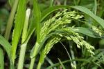 Rispenhirse-Panicum miliaceum