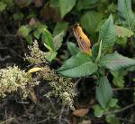 : - Persicaria wallichii
