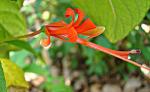 : - Pseudolopezia longiflora