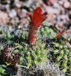 : - Matucana tuberculata