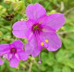 : - Mirabilis viscosa