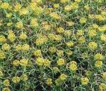 : - Mulinum spinosum