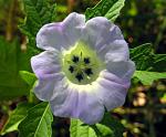 Giftbeere - Nicandra physalodes