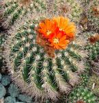 : - Parodia comarapana