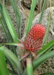 : - Ananas sagenaria
