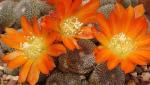 : - Rebutia heliosa