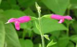 Frucht-Salbei - Salvia dorisiana