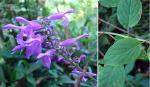 : - Salvia purpurea