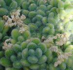 : - Sedum hintonii